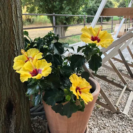 Le Clos Des Sept Palmiers ホテル キャバレール・シュル・メール